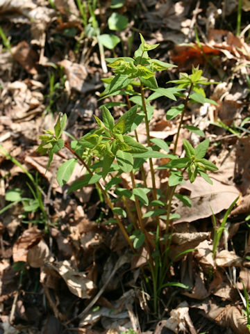 Euphorbia sieboldiana