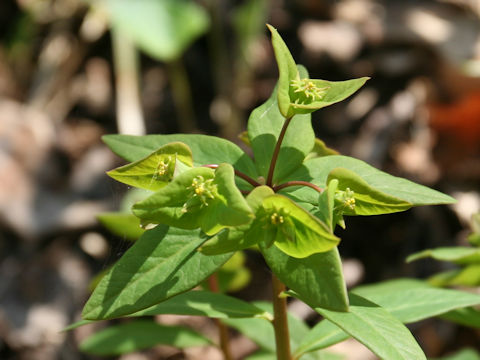 Euphorbia sieboldiana