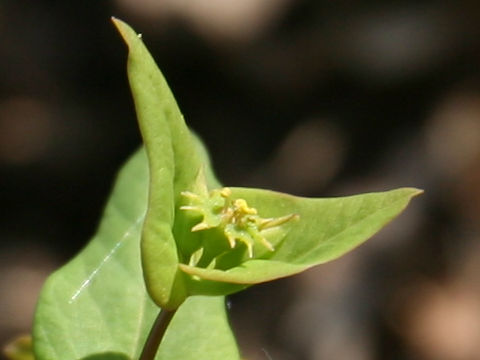 Euphorbia sieboldiana