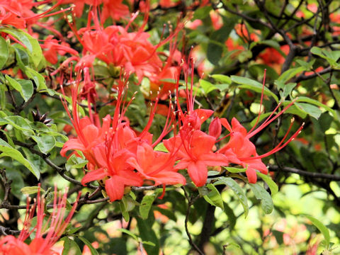 Rhododendron prunifolium