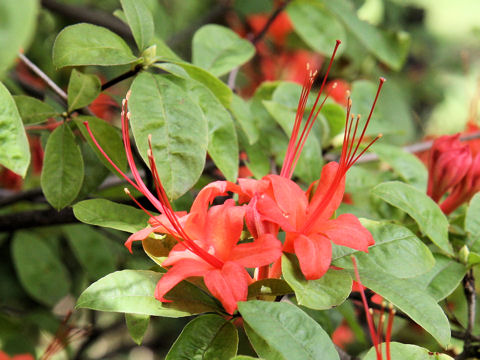 Rhododendron prunifolium