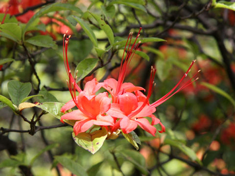 Rhododendron prunifolium