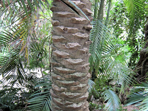ナツメヤシ (Phoenix dactylifera)
