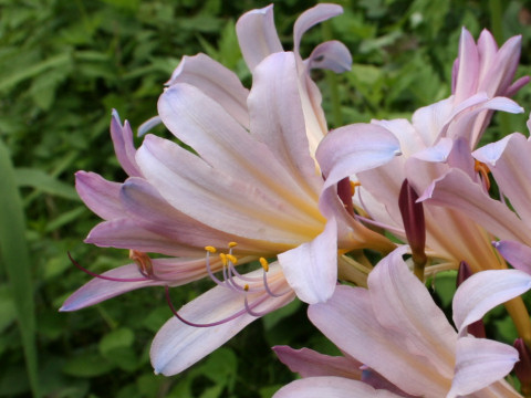 Lycoris squamigera