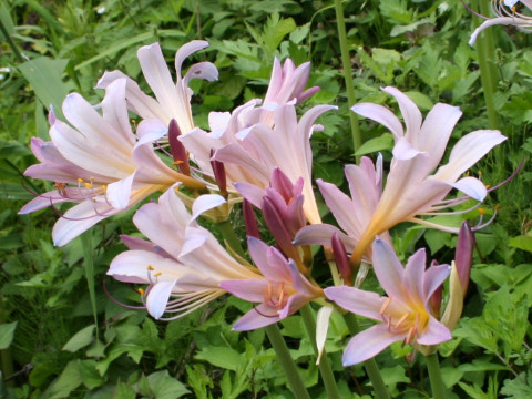 Lycoris squamigera