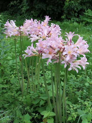 Lycoris squamigera