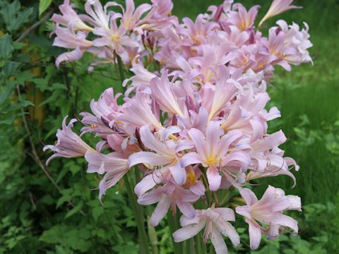 Lycoris squamigera