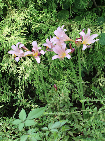 Lycoris squamigera