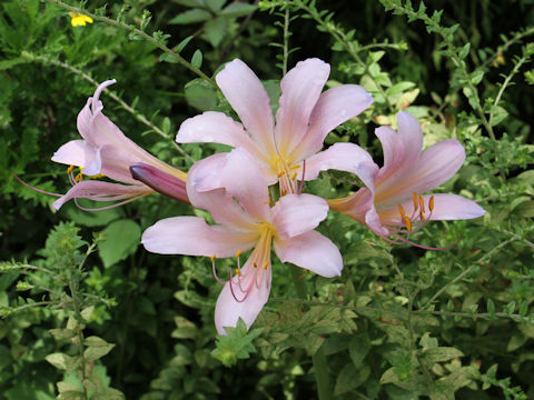 Lycoris squamigera