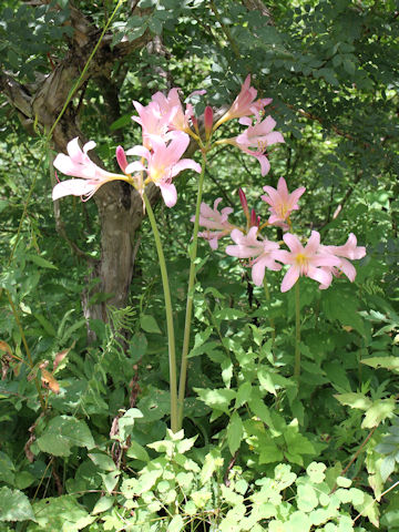 Lycoris squamigera