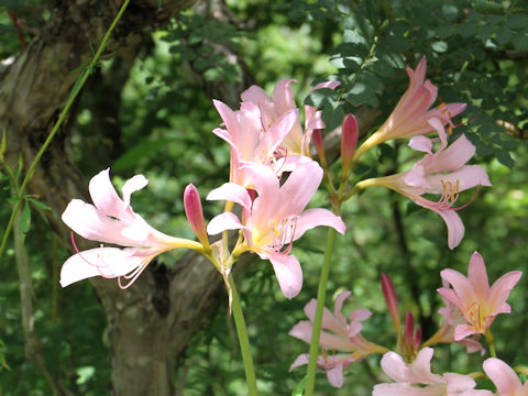 Lycoris squamigera