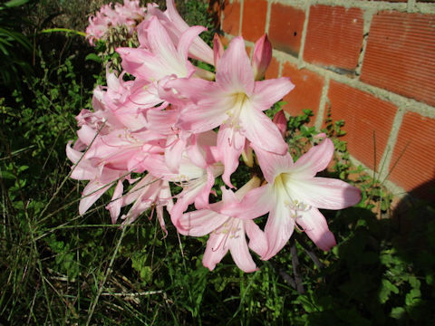 Lycoris squamigera