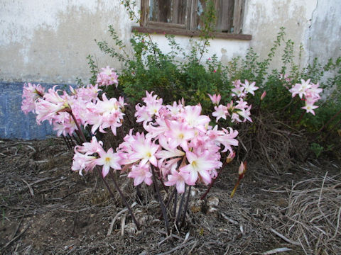 Lycoris squamigera