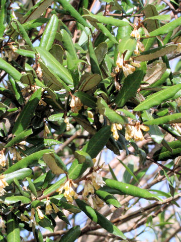 Elaeagnus pungens