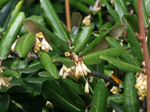 Elaeagnus pungens