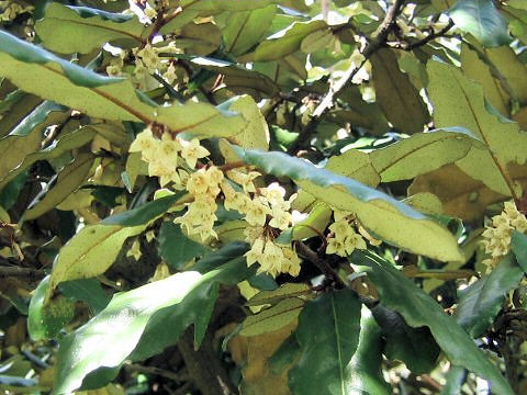 Elaeagnus pungens