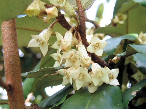 Elaeagnus pungens