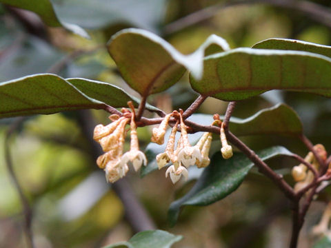 Elaeagnus pungens