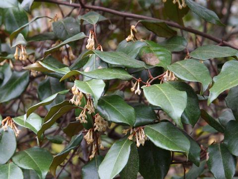 Elaeagnus pungens