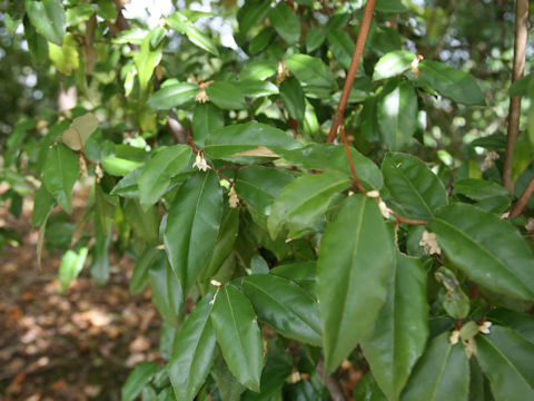 Elaeagnus pungens