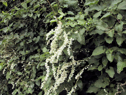 Polygonum aubertii