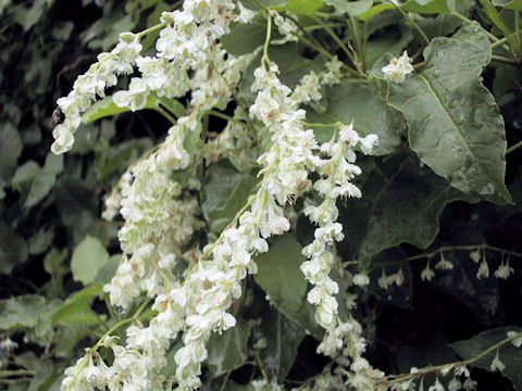 Polygonum aubertii