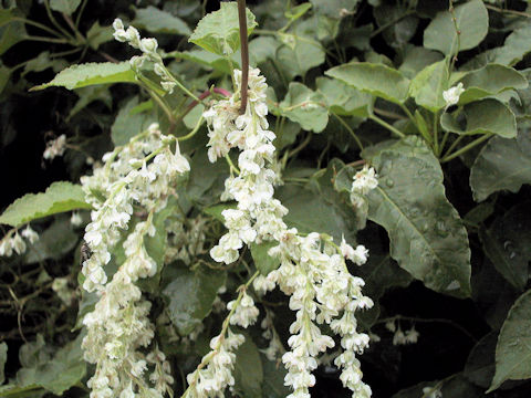 Polygonum aubertii