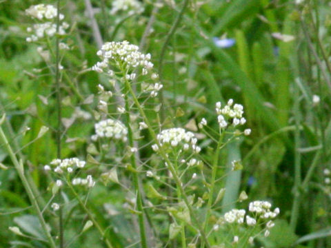 Capsella bursa-pastoris