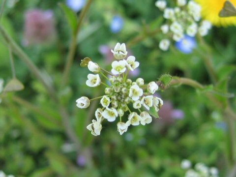 Capsella bursa-pastoris