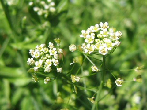 Capsella bursa-pastoris