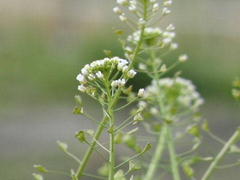 Capsella bursa-pastoris