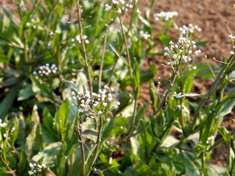 Capsella bursa-pastoris