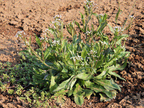 Capsella bursa-pastoris