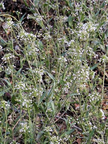 Capsella bursa-pastoris