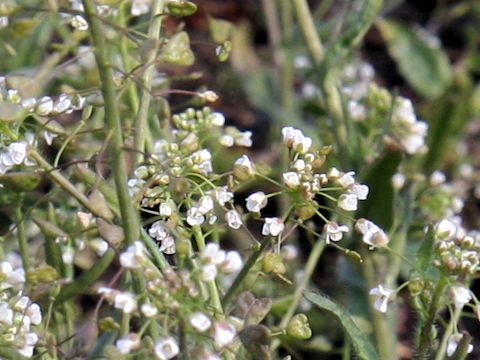 Capsella bursa-pastoris