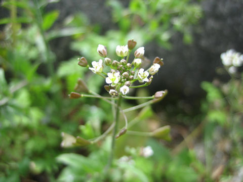 Capsella bursa-pastoris