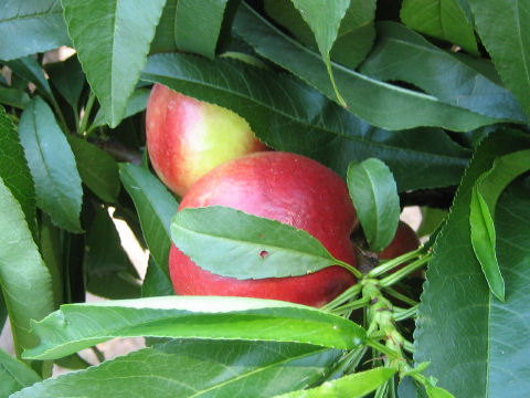 Prunus persica var. nectarina