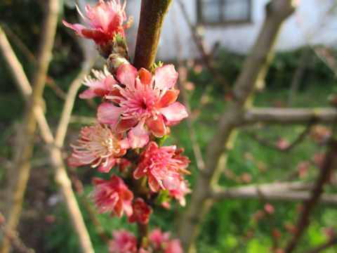 Prunus persica var. nectarina cv. Alba