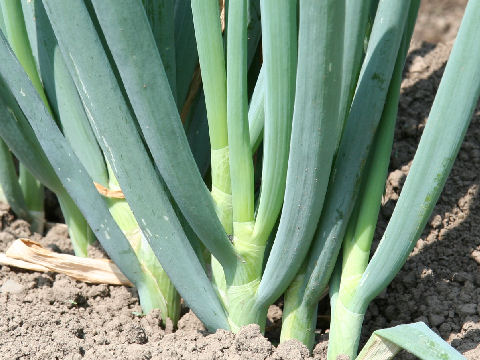 Allium fistulosum