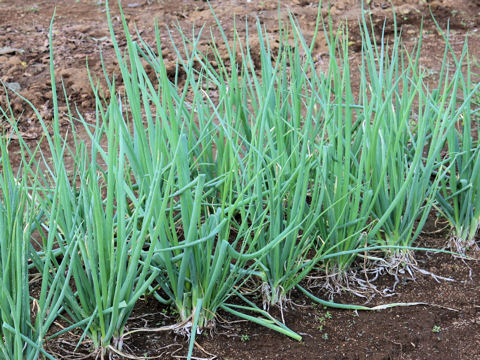 Allium fistulosum