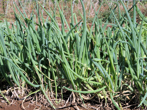 Allium fistulosum