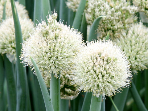 Allium fistulosum