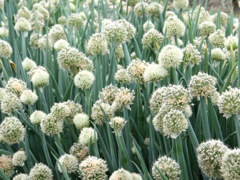 Allium fistulosum