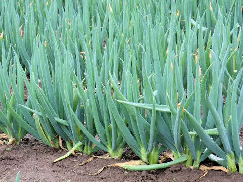 Allium fistulosum