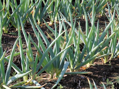 Allium fistulosum