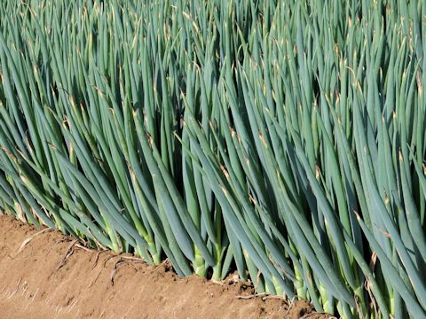 Allium fistulosum