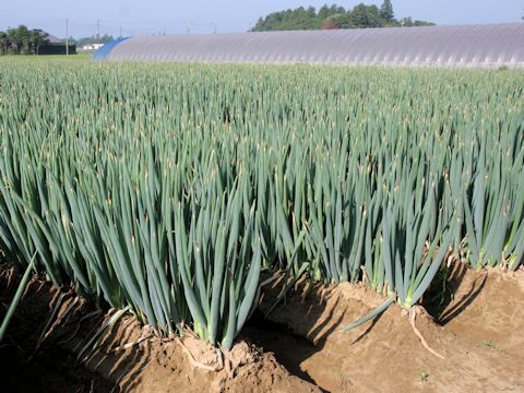 Allium fistulosum