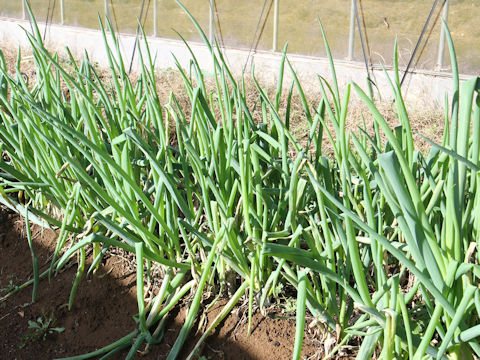 Allium fistulosum