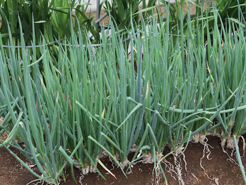 Allium fistulosum