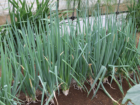 Allium fistulosum